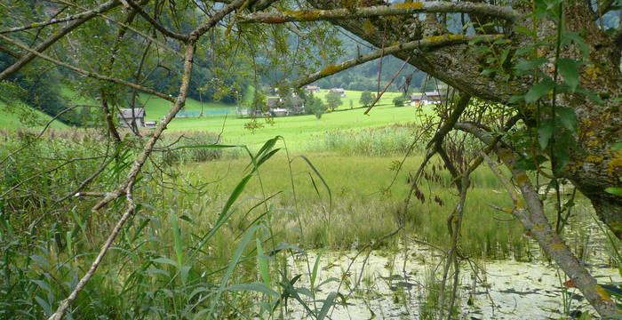 Aeschensee Elm Naturschutzgebiet