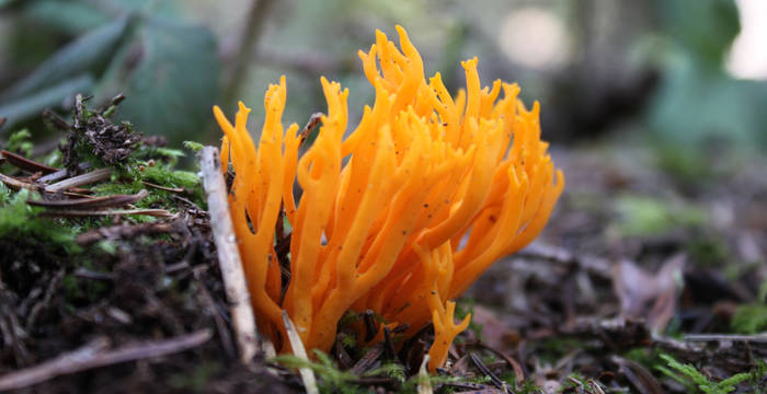 Pilz