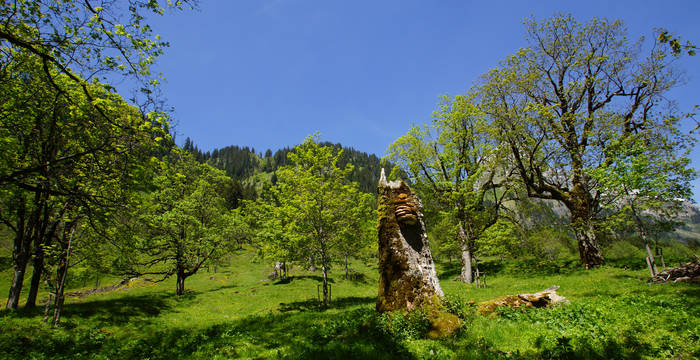 Bergahorn