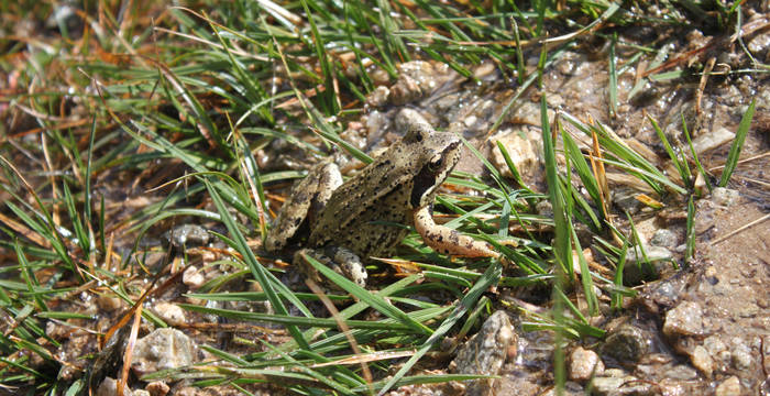 Frosch Feldbach Schutzgebiet