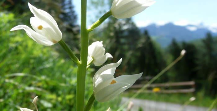 Projekt Wegränder Orchideen