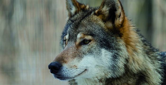 Wölfe sind faszinierende Tiere