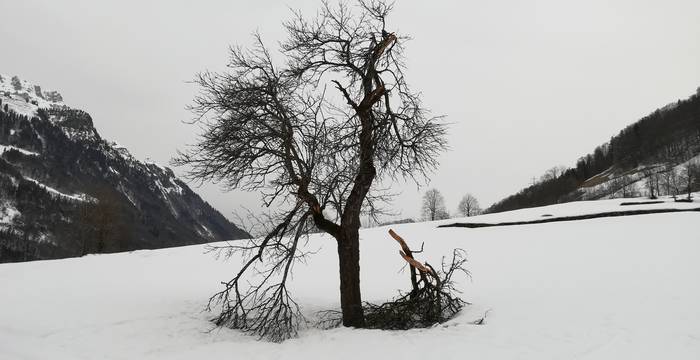 beschädigte Bäume sollten wo immer möglich erhalten werden.