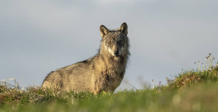 Wölfe sind faszinierende Tiere, Foto: Charly Gurt