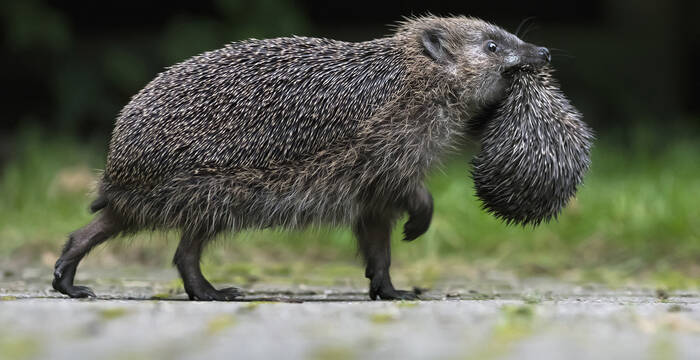 Ein Igel unterwegs mit seinem Jungen