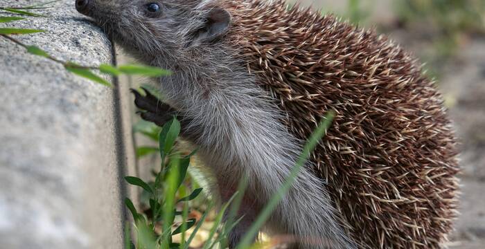 Schon kleine Mauern sind Hindernisse für Igel