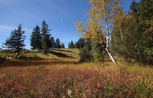 Boggenmoor