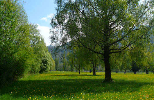 Hüttenböschen-Seeflechsen