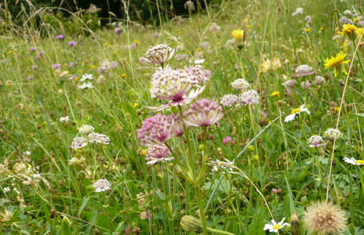 Blumenwiese 