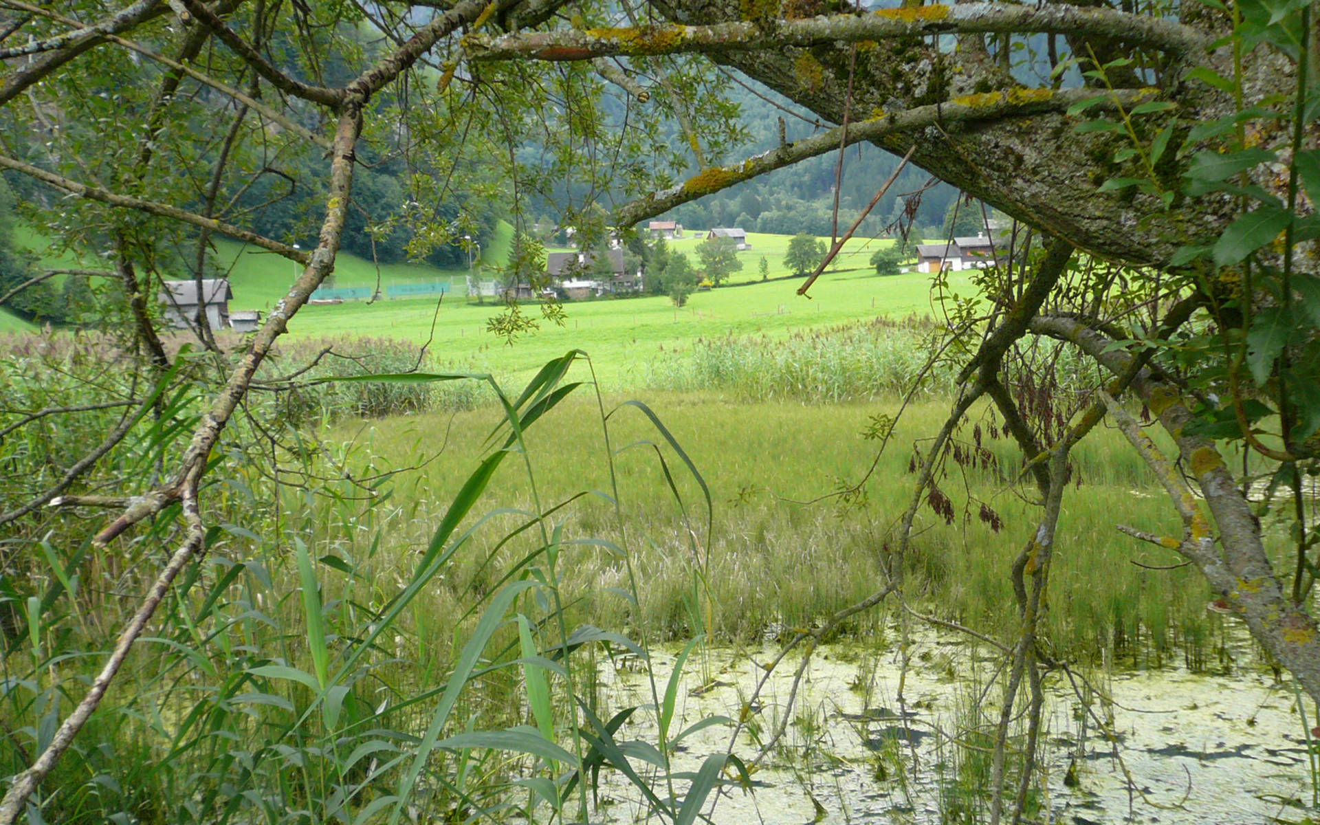 Aeschensee Elm Naturschutzgebiet