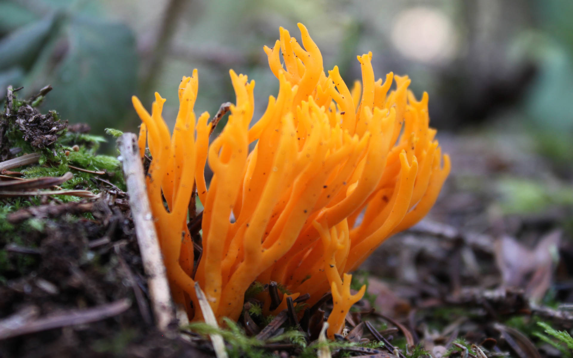Pilz