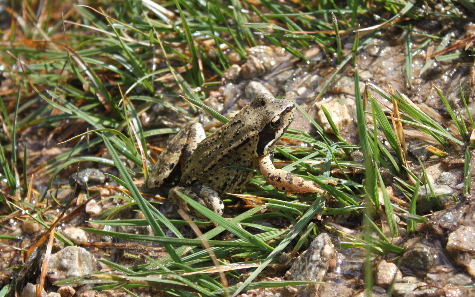Frosch Feldbach Schutzgebiet