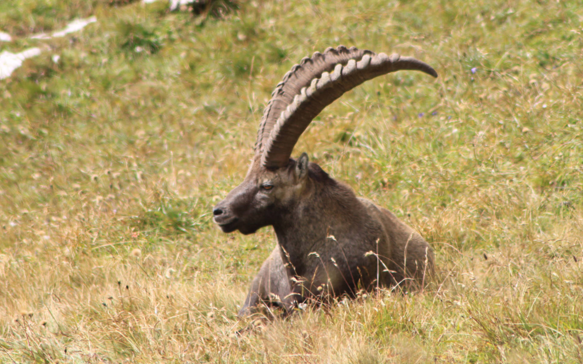 Steinbock