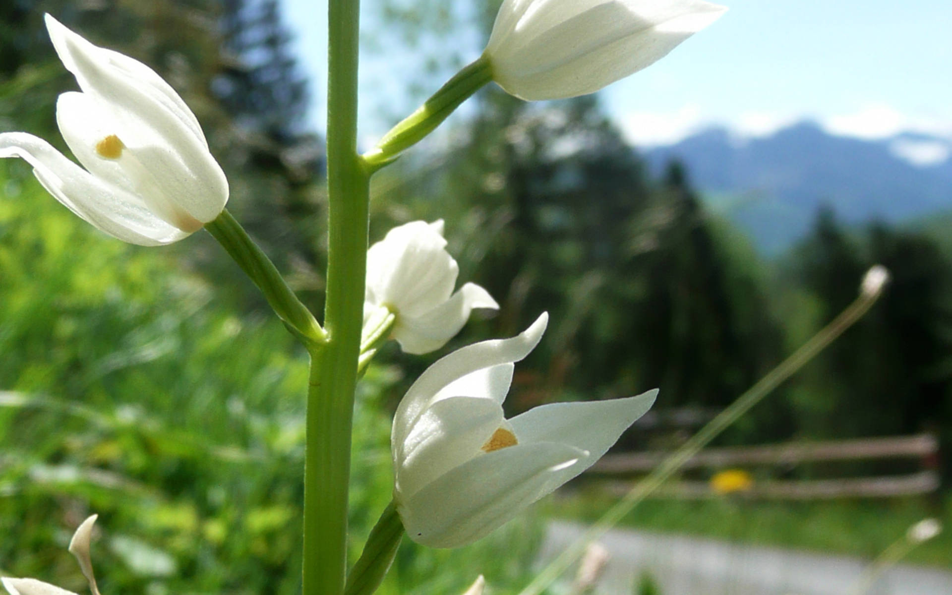 Projekt Wegränder Orchideen