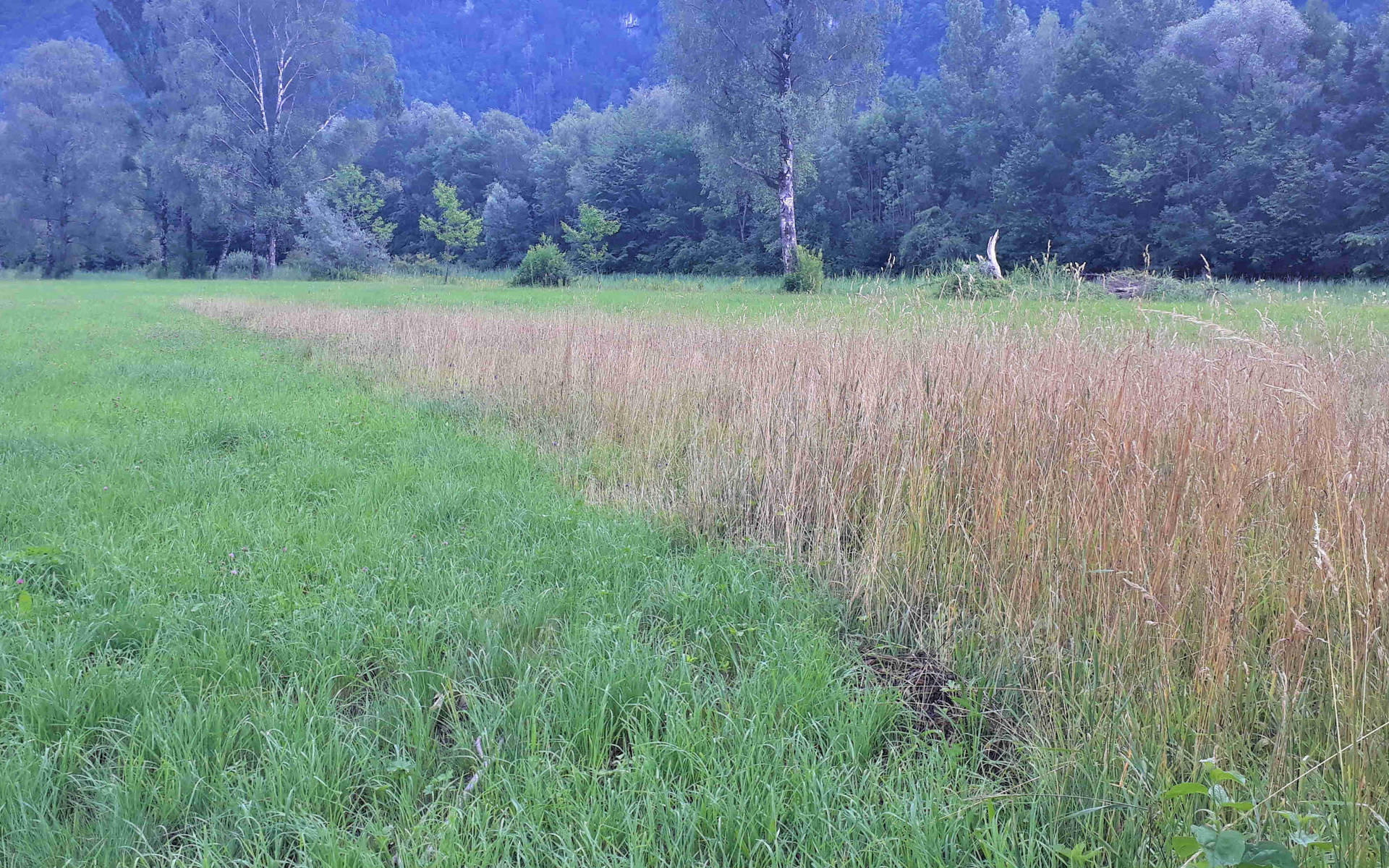 Rückzugsstreifen