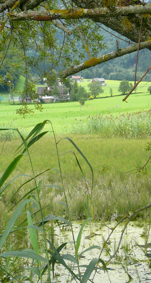 Aeschensee Elm Naturschutzgebiet