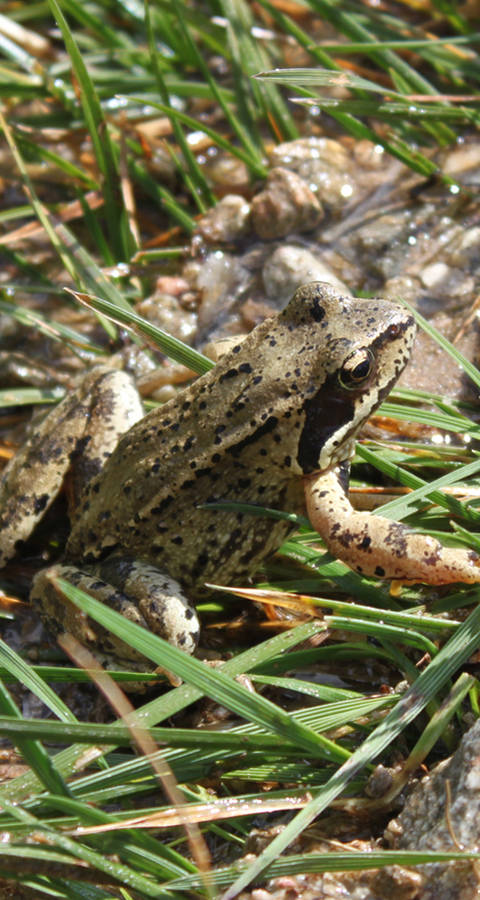 Frosch Feldbach Schutzgebiet