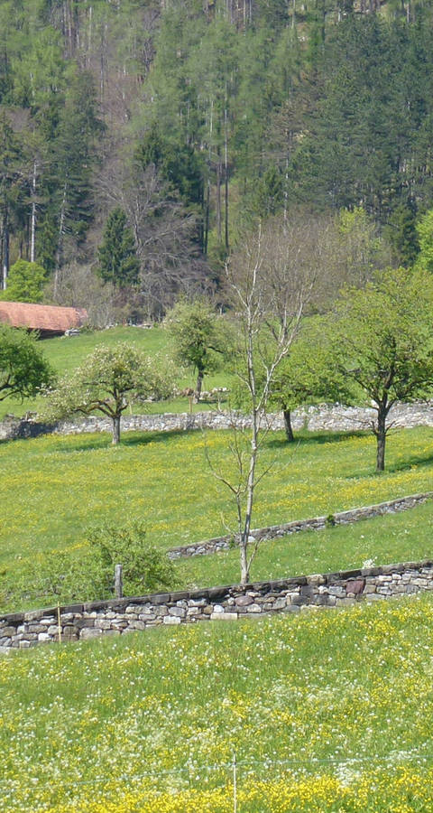 Trockenmauern Projekt