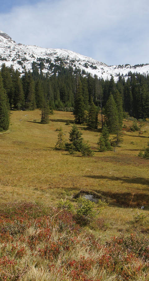 Moor Weissenberge