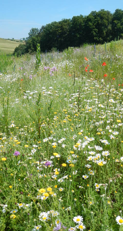 Blumenwiesen für mehr Biodiversität