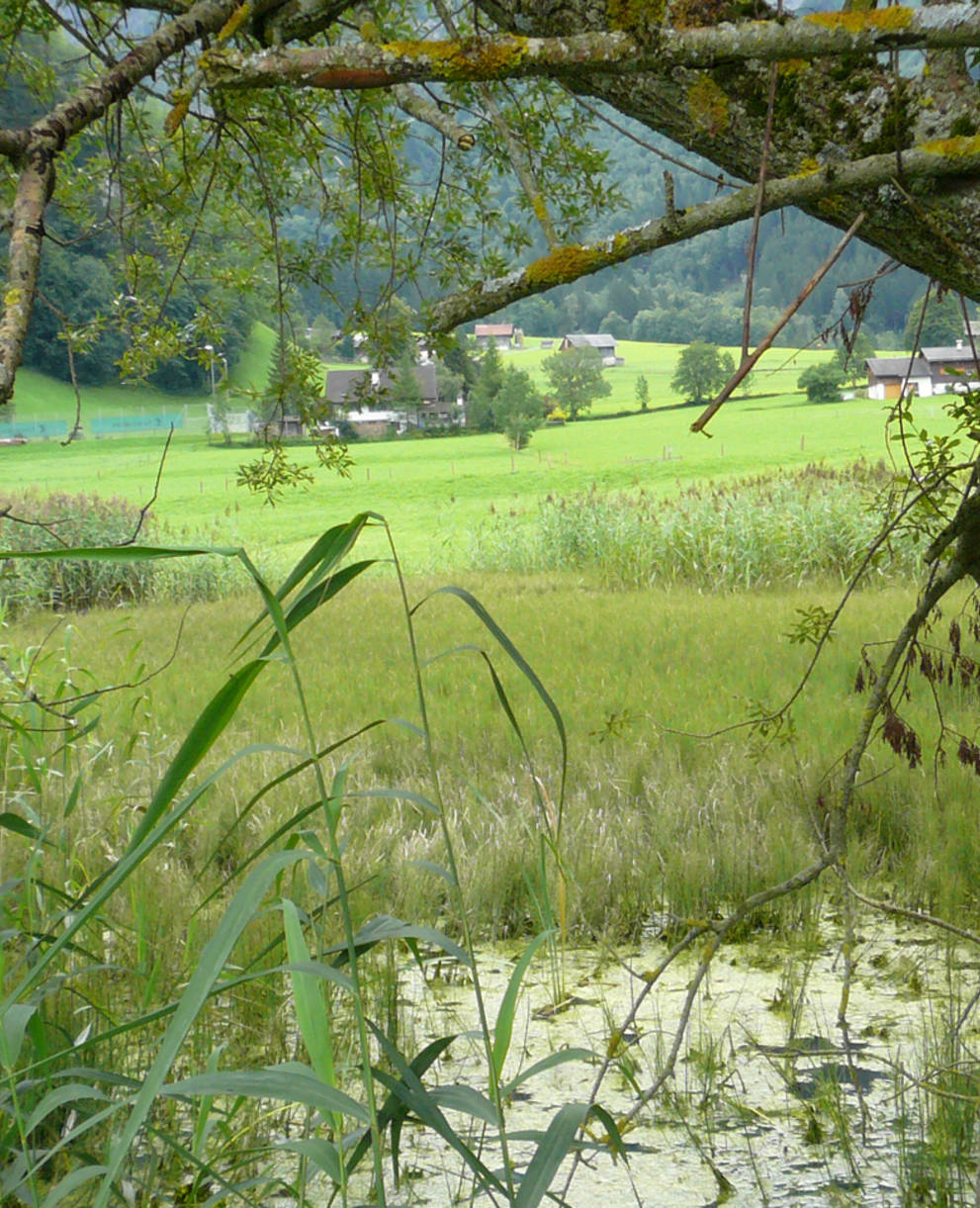 Aeschensee Elm Naturschutzgebiet