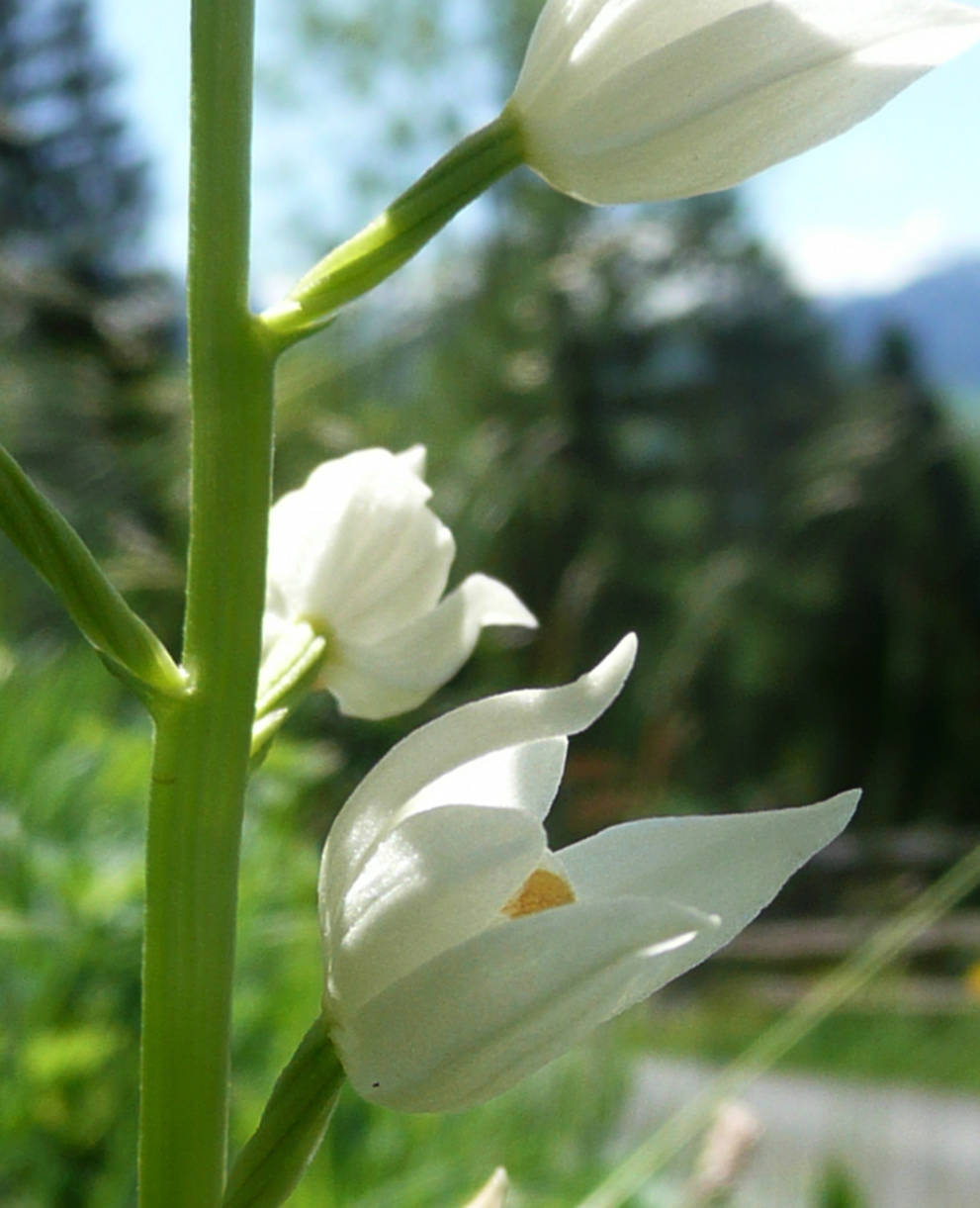 Projekt Wegränder Orchideen