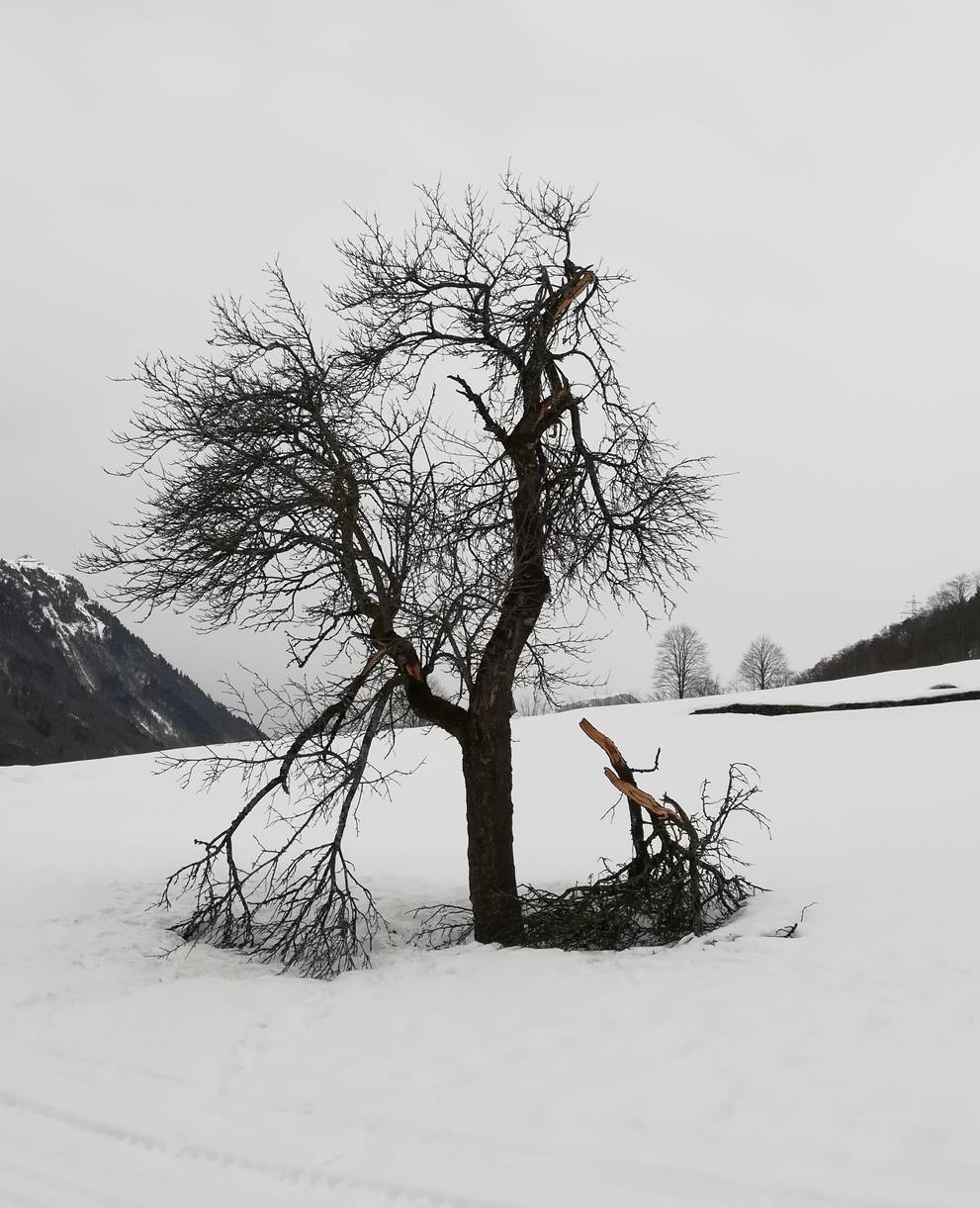 beschädigte Bäume sollten wo immer möglich erhalten werden.