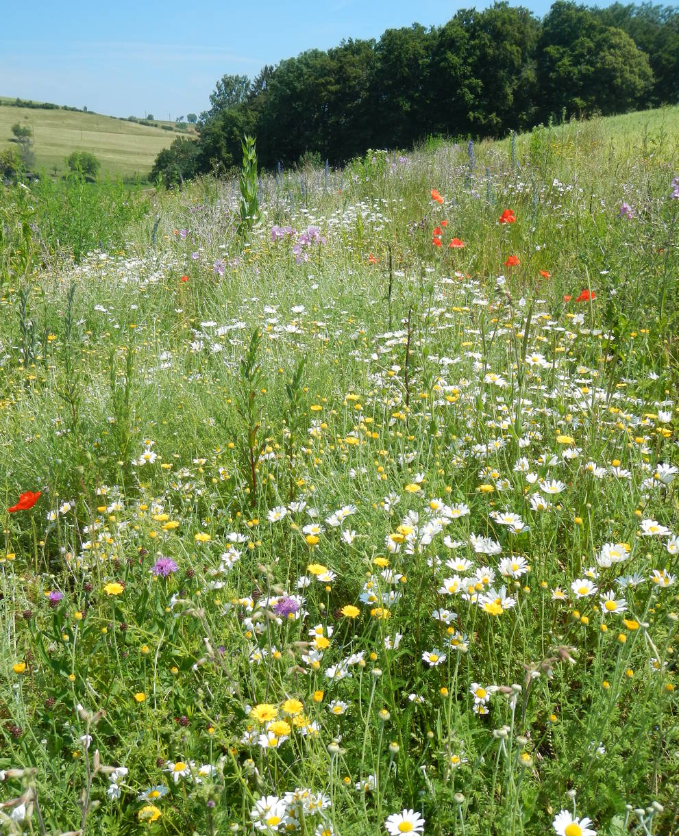 Blumenwiesen für mehr Biodiversität