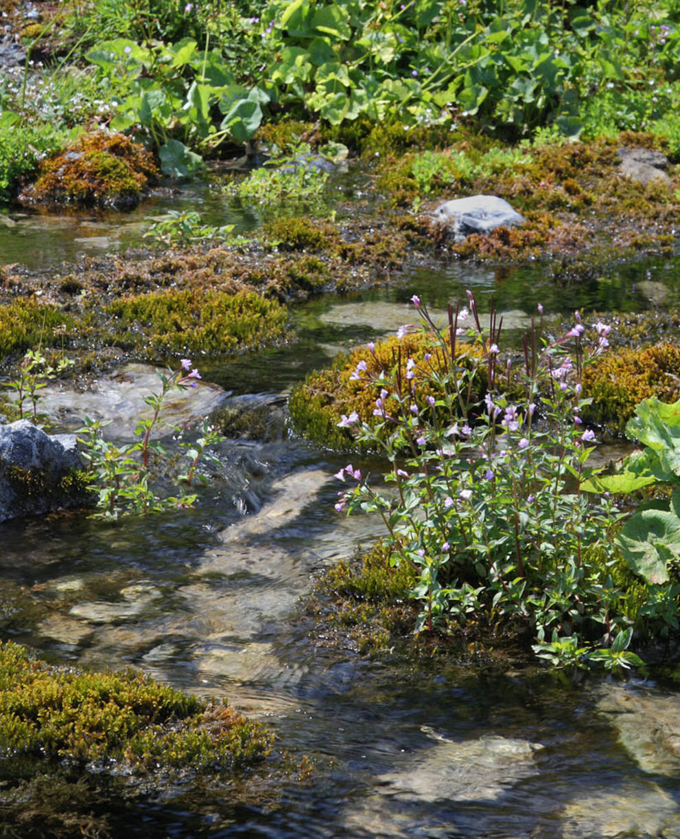 Quellen und ihre bedrohten Lebensräume, Foto: Jan Ryser