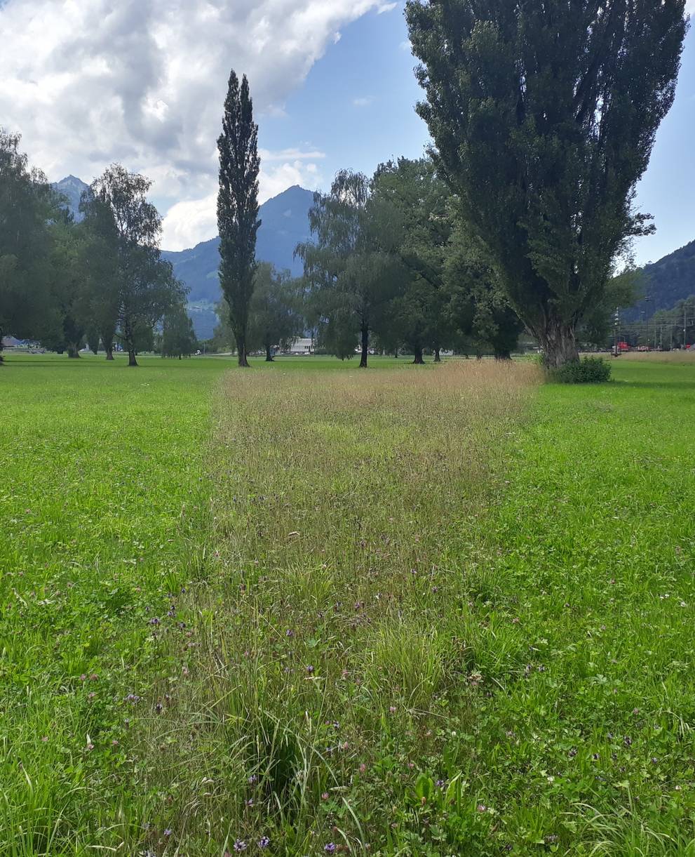 Rückzugstreifen, Foto: Pro Natura