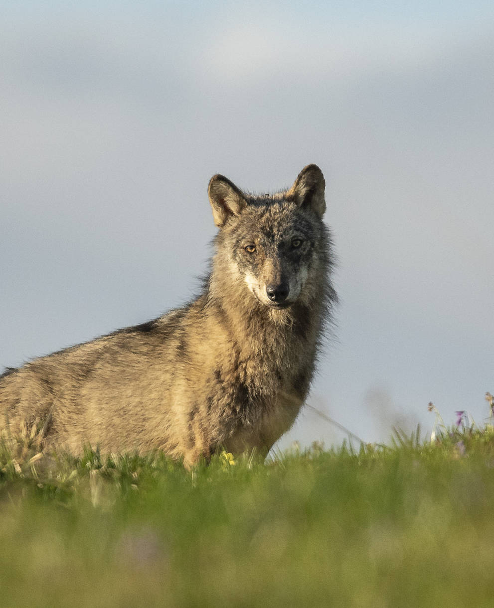 Wölfe sind faszinierende Tiere, Foto: Charly Gurt