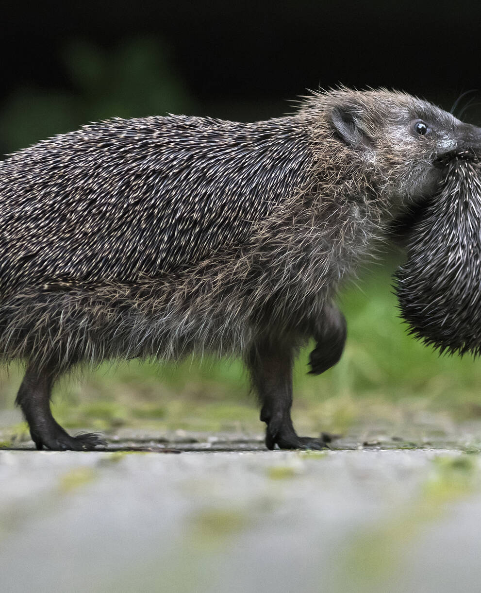 Ein Igel unterwegs mit seinem Jungen