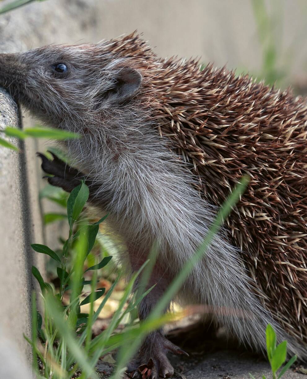 Schon kleine Mauern sind Hindernisse für Igel